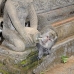 monkey_macaque_balinese_mf_ubud_v_1075_bal4793.jpg